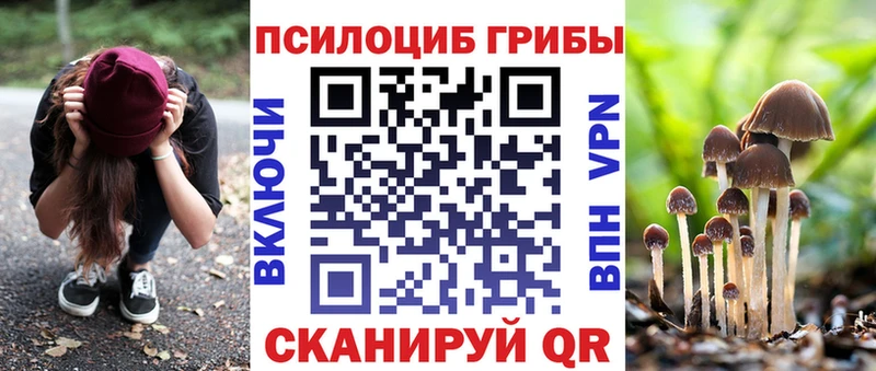 Псилоцибиновые грибы Psilocybe  кракен сайт  Хасавюрт 
